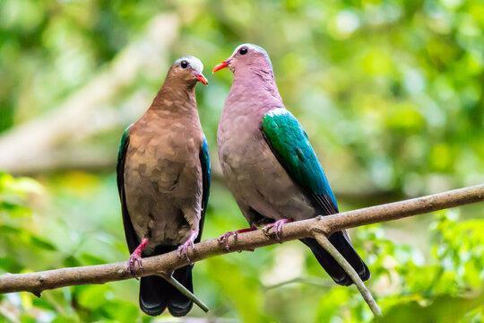 Image 3 of Emerald Doves - Ornamental Aviary Birds - Softbills Pigeons