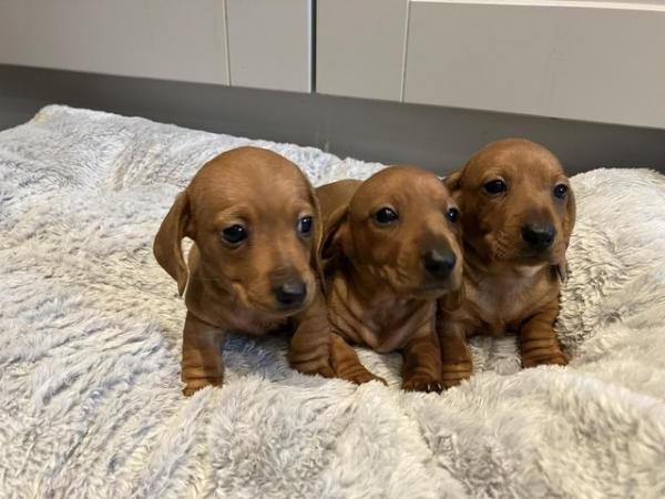Image 8 of Ready Now! KC Reg Miniature Dachshund Smooth Haired
