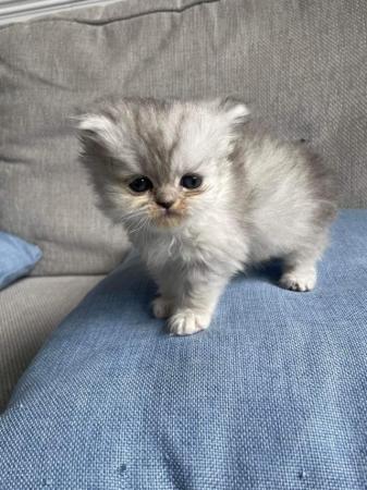Image 2 of *ALL SOLD’ Beautiful flat faced Persian Kittens PKD Neg