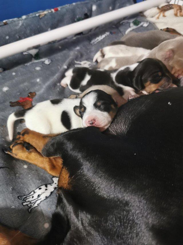Preview of the first image of RARE RAINBOW DACHSHUND LITTER.