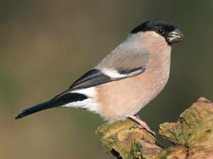 Preview of the first image of Female Bullfinch wanted to pair with a lonely male.