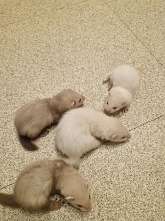 Image 5 of Working or pet Micro x standard ferrets