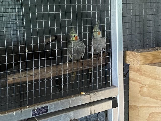 Preview of the first image of REDUCED 12 x Cockatiels and Breeding Cages Nest Boxes.