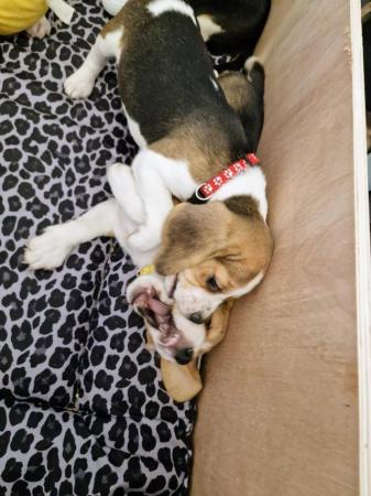 Image 2 of Adorable beagle puppy - ready for a new home