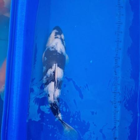 Image 15 of Koi carp from 45cm to 80cm need new home