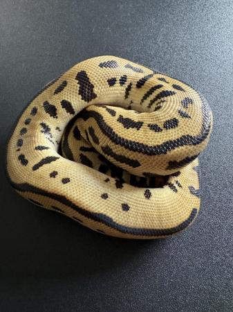 Image 2 of Spotnose Leopard Batman Clown Royal Python Male