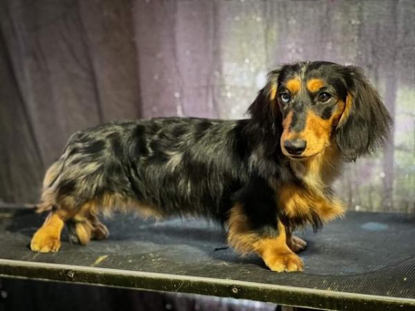 Image 1 of Miniature long haired Dachshund