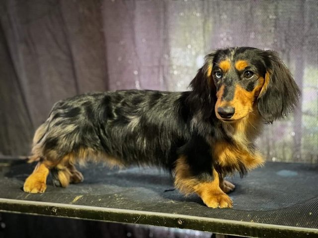 Preview of the first image of Miniature long haired Dachshund.