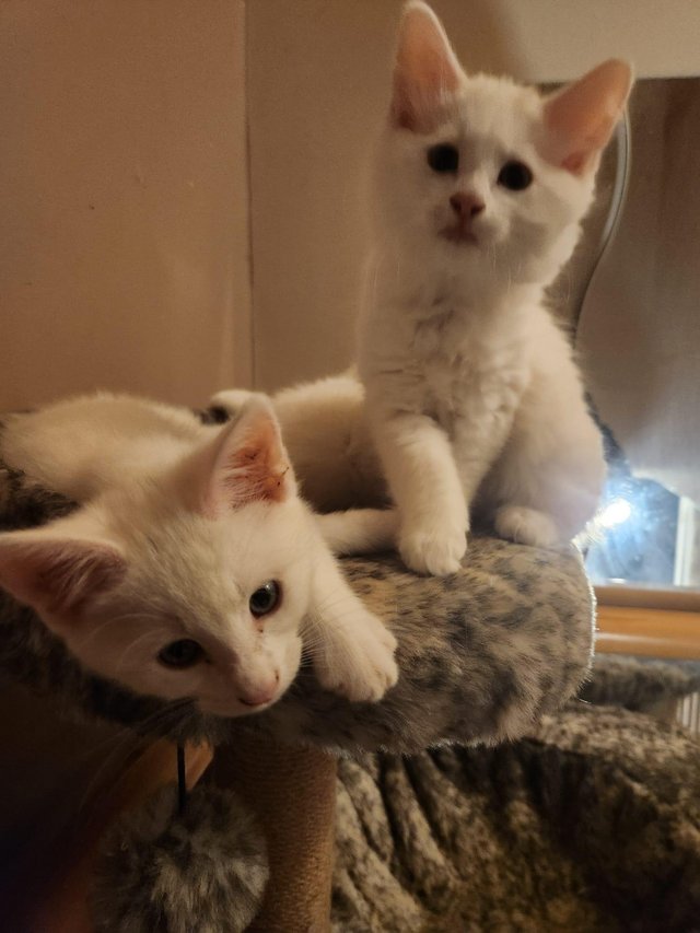 Preview of the first image of 9week old turkish angora kittens.