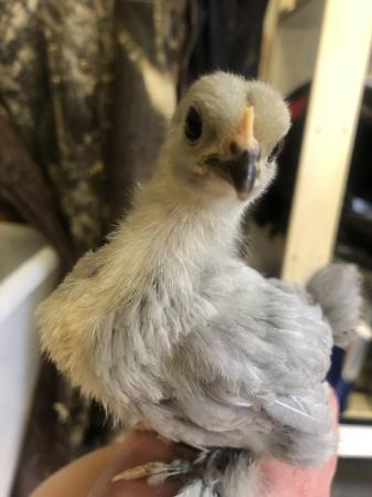 Image 1 of Lavender pekin chicks for sale