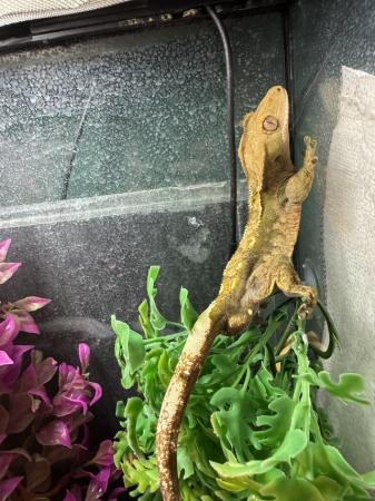 Image 3 of Adult male crested gecko