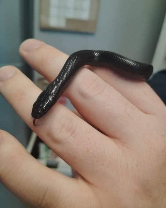 Preview of the first image of Mexican black King snake 6 months old.