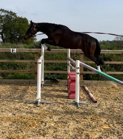 Image 3 of *Stunning SJ / Event Project 16.2hh Gelding*