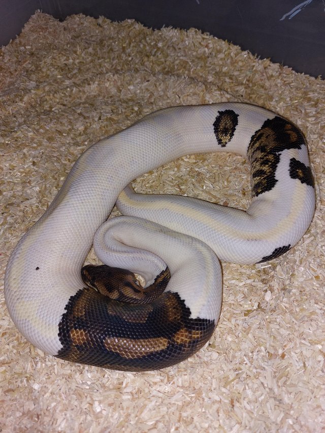 Preview of the first image of Complete one ofkind paradox ball python.