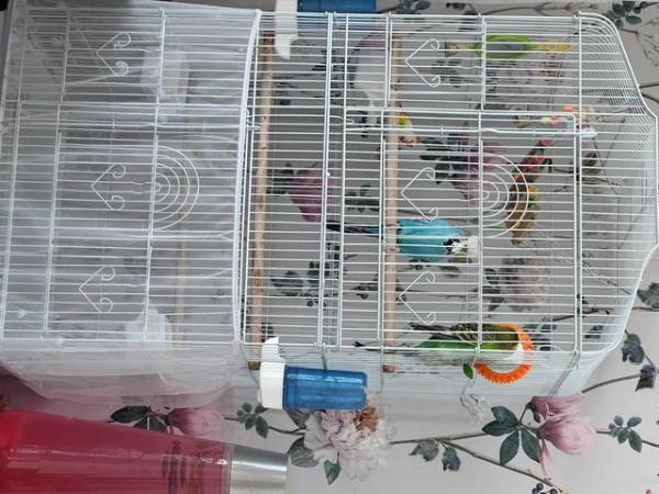 Image 6 of 2 beautiful Budgies with a new large cage
