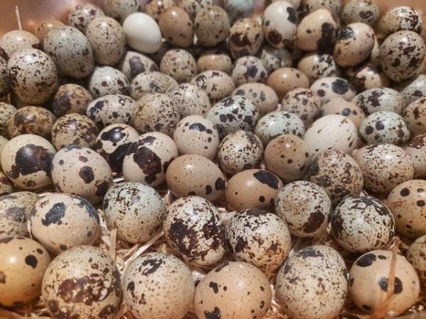 Image 3 of 12 coturnix quail hatching eggs