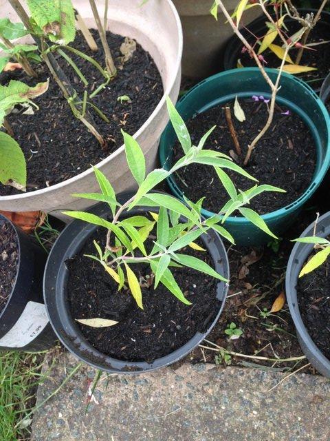 Preview of the first image of Buddleia Young plant in Brand New Black Pot PURPLE.