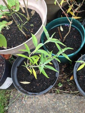 Image 1 of Buddleia Young plant in Brand New Black Pot PURPLE
