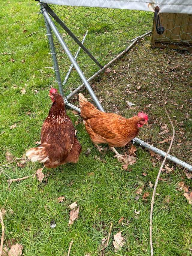 Preview of the first image of Brown hens laying eggs very friendly.