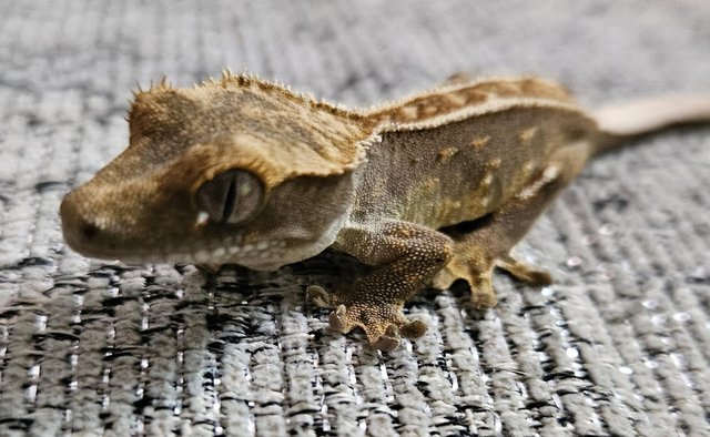 Image 2 of Hatchling crested gecko unsexed