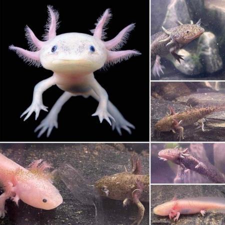 Image 6 of Various Axolotls Colours Available Now