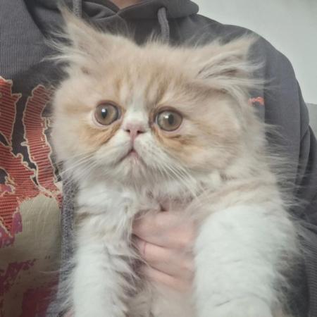 Image 15 of Pure breed Persian kittens for sale. Two gorgeous boys.