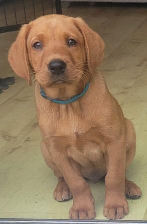 Image 10 of Last boy available Fox red labrador puppies
