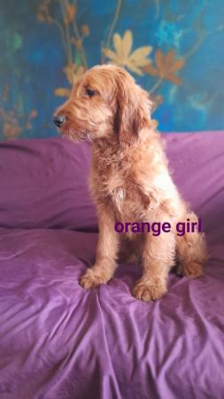 Image 21 of SOLD OUT quality red girls goldendoodle x irishdoodle