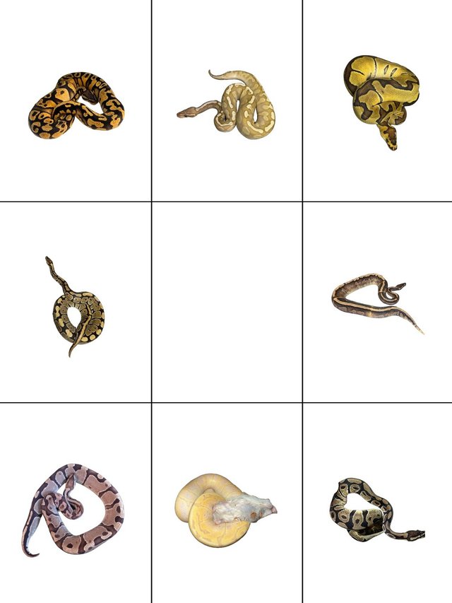 Preview of the first image of Royal/Ball Python collection for sale please see add.