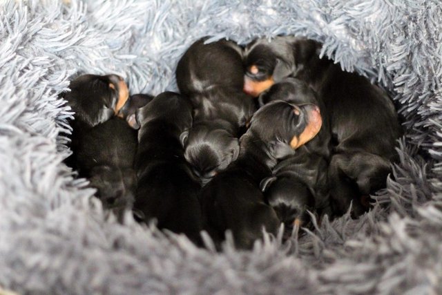 Image 6 of Strong and Healthy Dachshunds