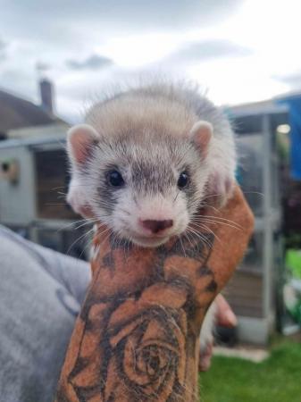 Image 2 of FERRET KITS FOR SALE!!!!