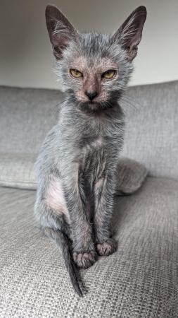 Image 11 of Adorable Rare Lykoi Werewolf Kittens