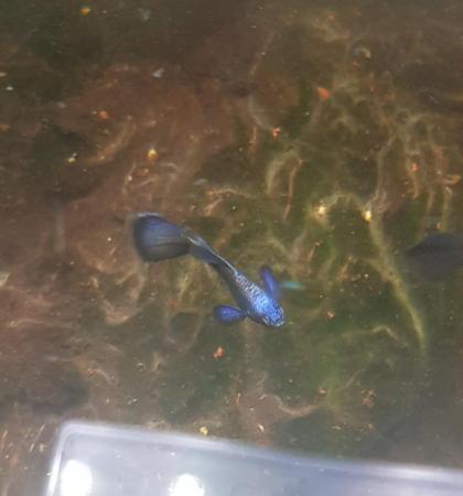 Image 5 of Blue Moscow juvenile guppies 10 for £15