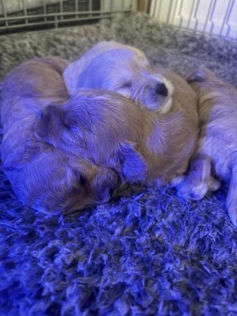 Image 4 of 3 week old pooton puppies