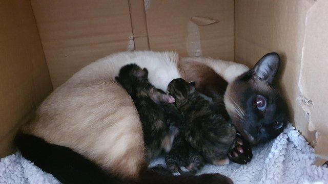 Image 4 of 9-week old Siamese cross kittens