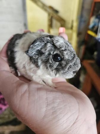 Image 5 of Baby guinea pigs for sale