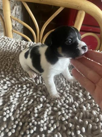 Image 12 of Adorable Miniature Jack Russell Puppy