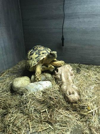 Image 5 of Four year old leopard tortoise for sale with or withoutsetup