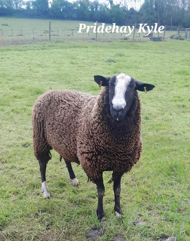 Preview of the first image of Registered Zwartbles Ram.
