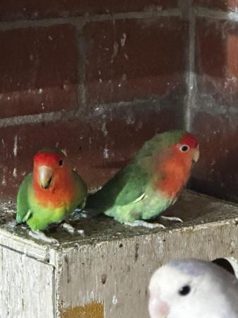 Image 4 of Fisher and peach face Lovebirds for sale