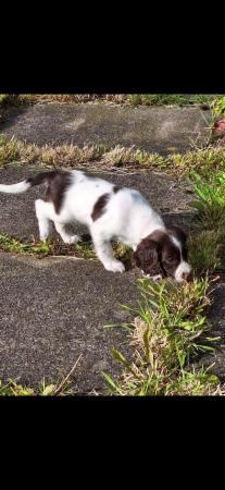 Image 17 of Champion line beautiful english springer spaniels puppies