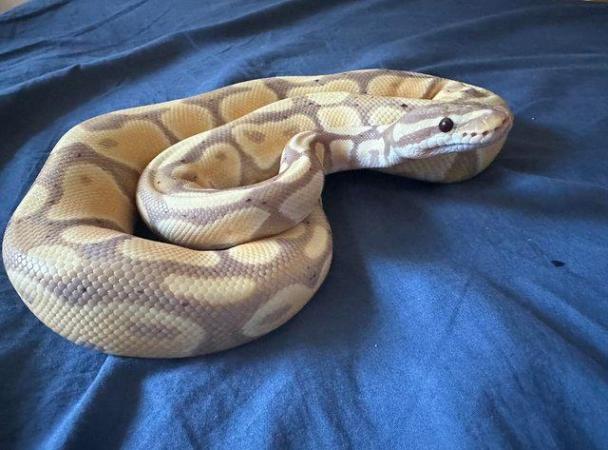 Image 6 of Low price ALL MUST GO Whole collection of ball pythons (8)