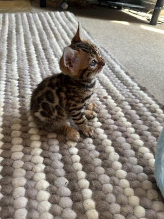 Image 13 of 5 generation TICA registered bengal kittens for sale.