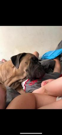 Image 2 of Our 3 year old Mastiff needs a family with children