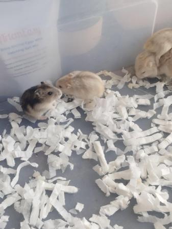 Image 4 of Beautiful 8 dwarfs hamsters (ask for video as pic rubbish