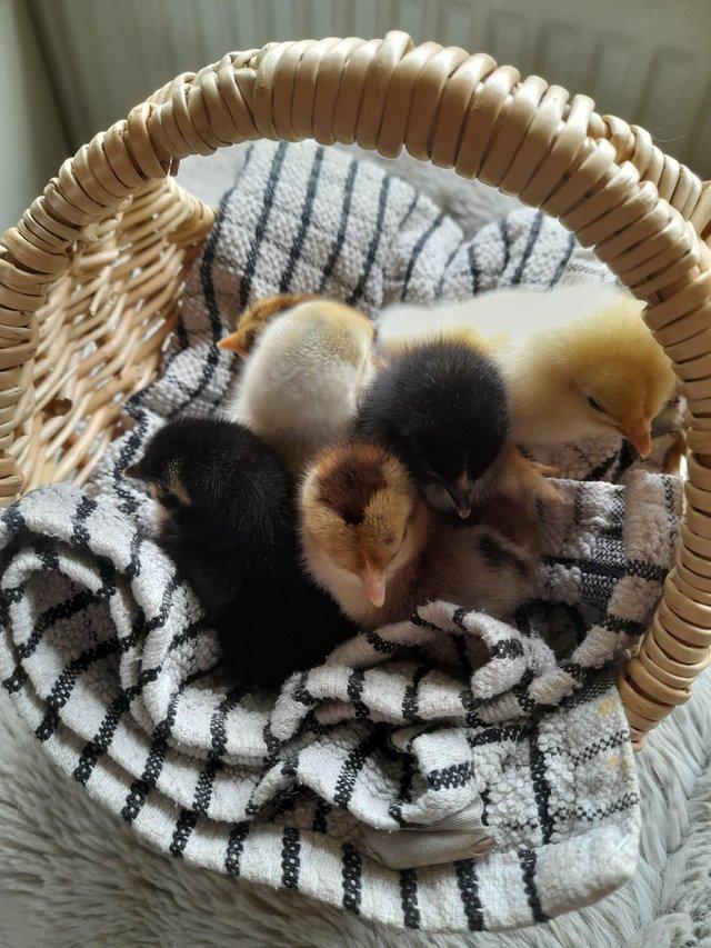 Preview of the first image of Day old Pekin Bantam chicks.