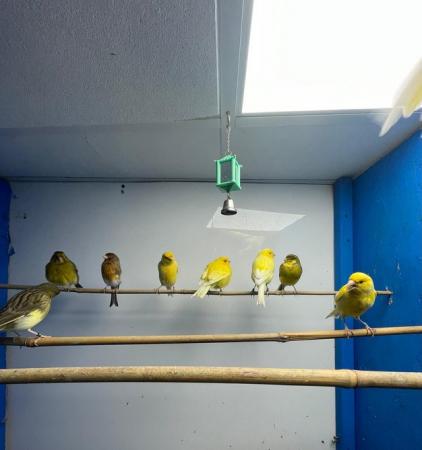 Image 2 of Various canary for sale cock and hens
