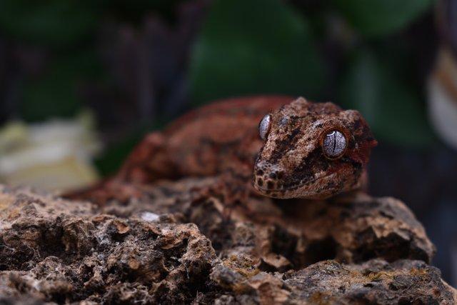 Image 4 of Male Sub Adult Gargoyle Gecko