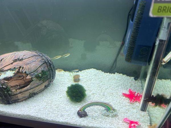 Image 1 of Tropical fish and tank full set up 148L