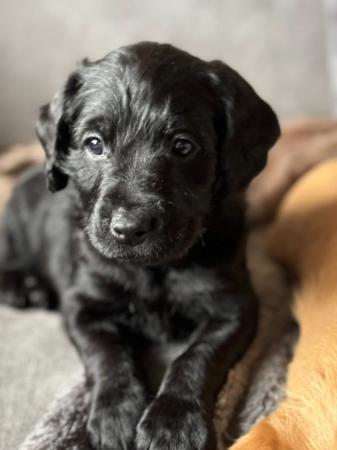 Image 10 of Miniature Labradoodle puppies